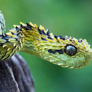 Eyelash viper wallpaper
