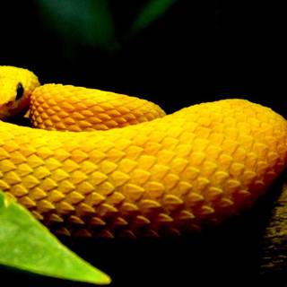 Eyelash viper wallpaper