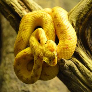 Eyelash viper wallpaper