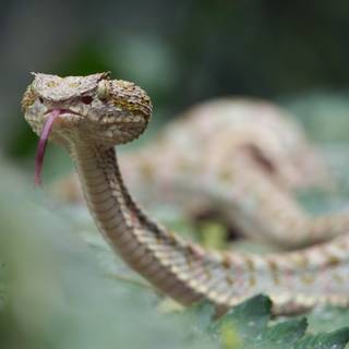 Eyelash viper wallpaper