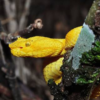 Eyelash viper wallpaper