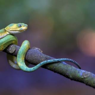 Eyelash viper wallpaper