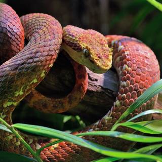 Eyelash viper wallpaper