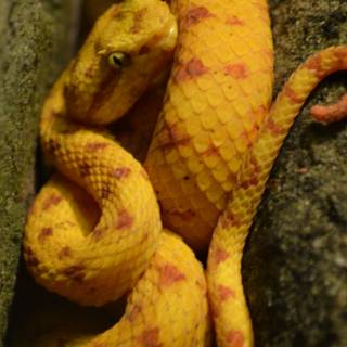 Eyelash viper wallpaper