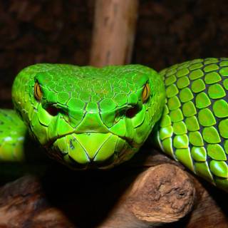 Eyelash viper wallpaper