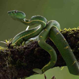 Eyelash viper wallpaper