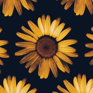 Black sunflower wallpaper