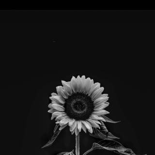Black sunflower wallpaper