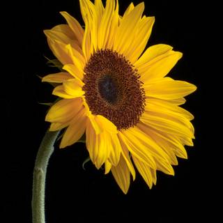 Black sunflower wallpaper