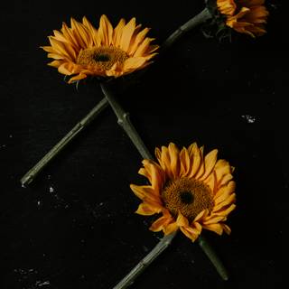 Black sunflower wallpaper