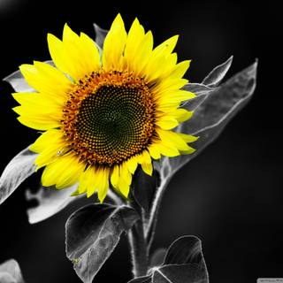 Black sunflower wallpaper