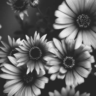 Black sunflower wallpaper