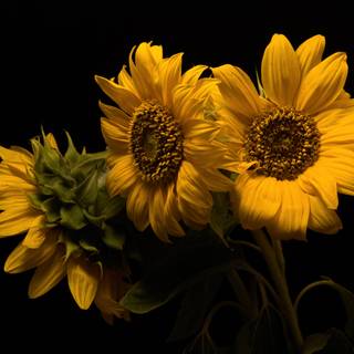 Black sunflower wallpaper