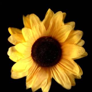 Black sunflower wallpaper