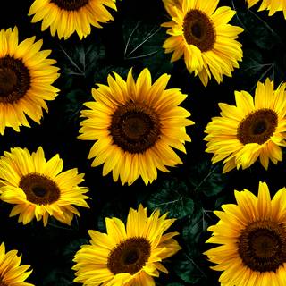 Black sunflower wallpaper