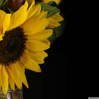 Black sunflower wallpaper