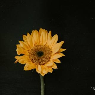 Black sunflower wallpaper