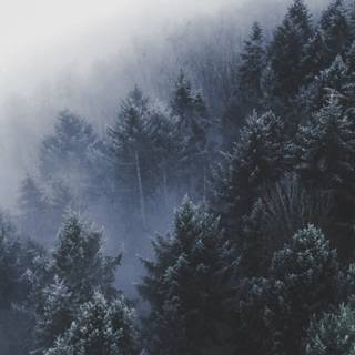 Minimalist forest winter wallpaper