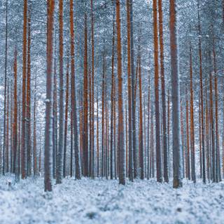 Minimalist forest winter wallpaper