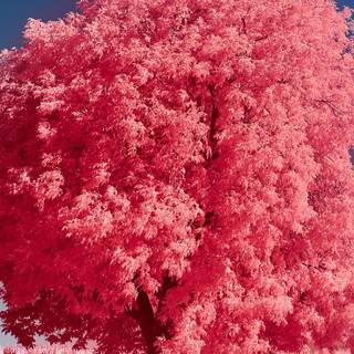 iPhone 14 4k landscape wallpaper