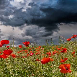 Dark spring sky wallpaper