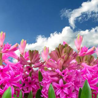 Dark spring sky wallpaper