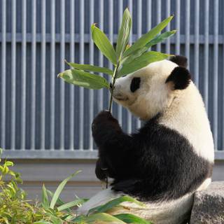 Funny pandas wallpaper