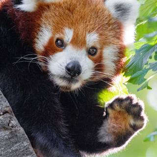 Funny pandas wallpaper