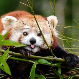 Funny pandas wallpaper