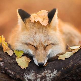 Sleeping fox wallpaper