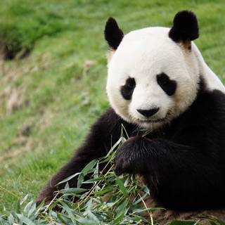 Funny pandas wallpaper
