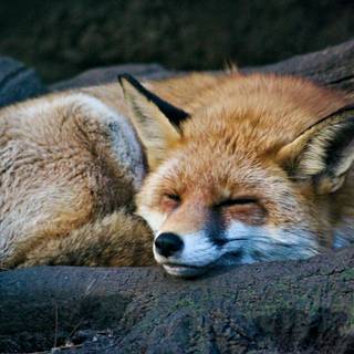 Sleeping fox wallpaper