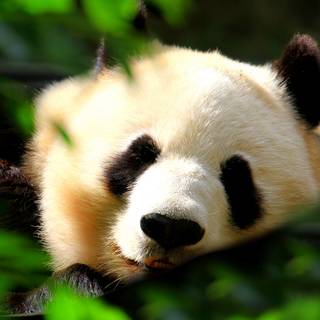 Funny pandas wallpaper