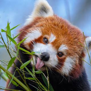 Funny pandas wallpaper