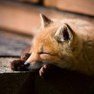 Sleeping fox wallpaper