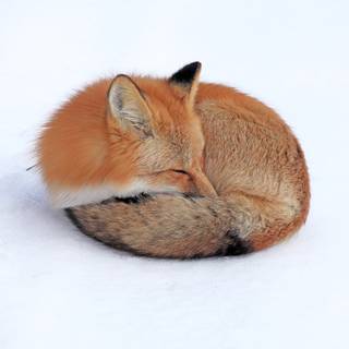 Sleeping fox wallpaper