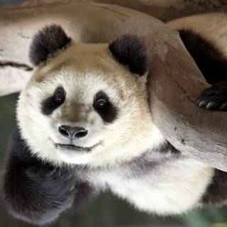 Funny pandas wallpaper