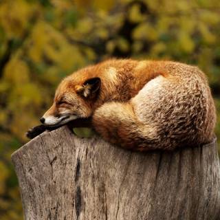 Sleeping fox wallpaper