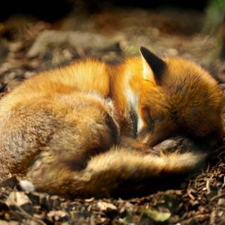 Sleeping fox wallpaper