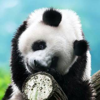 Funny pandas wallpaper