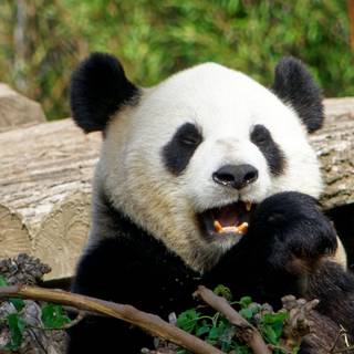 Funny pandas wallpaper