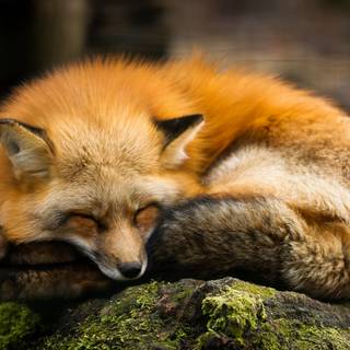 Sleeping fox wallpaper
