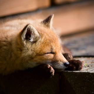 Sleeping fox wallpaper