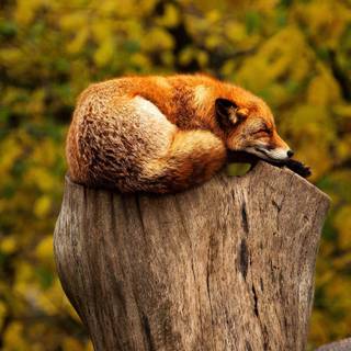 Sleeping fox wallpaper