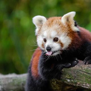 Funny pandas wallpaper