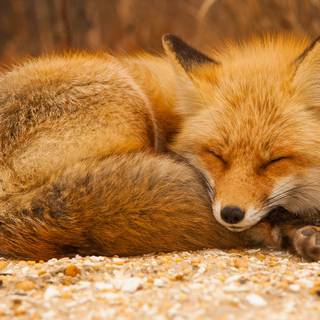 Sleeping fox wallpaper