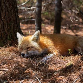Sleeping fox wallpaper