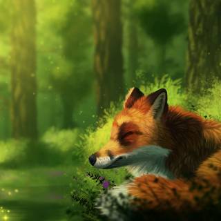 Sleeping fox wallpaper