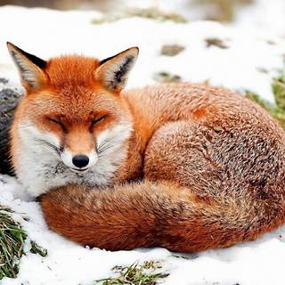 Sleeping fox wallpaper