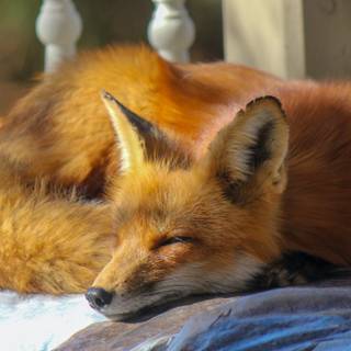Sleeping fox wallpaper